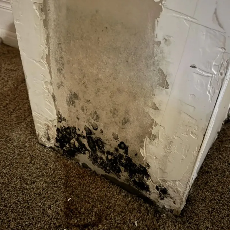 Professional Mold Removal in Daphne, AL
